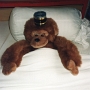 CHAMBRE 26 (1)