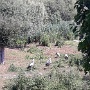 NATUROPARK HUNAWIHR (12)