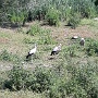 NATUROPARK HUNAWIHR (13)