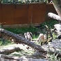 NATUROPARK HUNAWIHR (21)