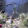 NATUROPARK HUNAWIHR (4)