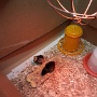 POUSSINS ECOLE (1)
