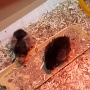 POUSSINS ECOLE (2)