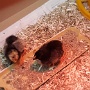 POUSSINS ECOLE (3)
