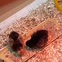 POUSSINS ECOLE (4)