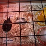 POUSSINS ECOLE (5)