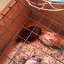 POUSSINS ECOLE (7)
