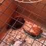 POUSSINS ECOLE (8)