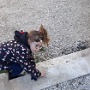 chasse aux oeufs Fougerolles (8)