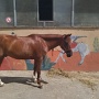Stage Equitation Flo Aout 2024 (16)