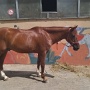 Stage Equitation Flo Aout 2024 (17)