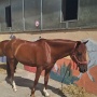 Stage Equitation Flo Aout 2024 (20)