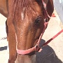 Stage Equitation Flo Aout 2024 (4)
