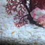 aquarium (4)