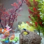 aquarium (5)