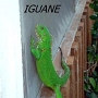 FAUNE LOCAL (6).JPG