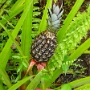 Ananas.jpg