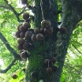 Arbre A boulet de canons.jpg