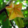 Carambole.JPG