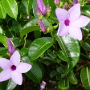 fleur 11.jpg