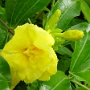 fleur 12.jpg