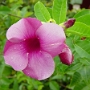 fleur 15.jpg