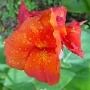 fleur 17.jpg