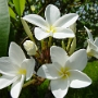 fleur 21.jpg