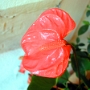 fleur 23.JPG