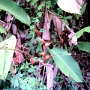 fleur 24.JPG