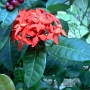 fleur 26.JPG