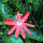 fleur 28.JPG
