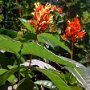 fleur 29.JPG