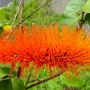 fleur 4.jpg