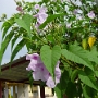 fleur 9.jpg
