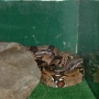 Visite du zoo (16).JPG