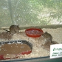 Visite du zoo (4).JPG