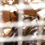 Visite du zoo (7).JPG