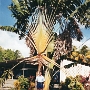 MARTINIQUE 2001 (14).jpg