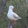 REPOS ILOT CANARD (19).jpg