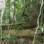 PROMENADE SUR L ILE (1).jpg