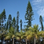 PROMENADE SUR L ILE (20).JPG