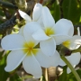 PAPEETE (20).JPG