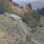 WRC 2014 France (4)