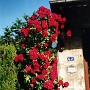 faymont (1)