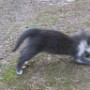 Chat (1)