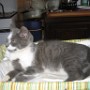 Chat (10)
