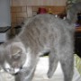Chat (11)