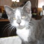 Chat (12)