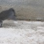Chat (2)